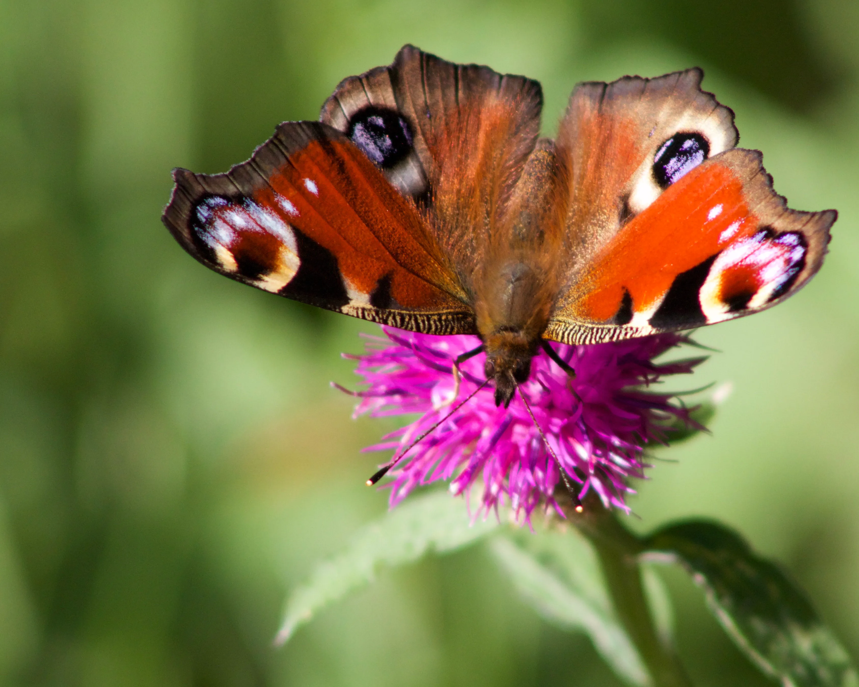 A peacock butterfly resting on a purple thistle flower