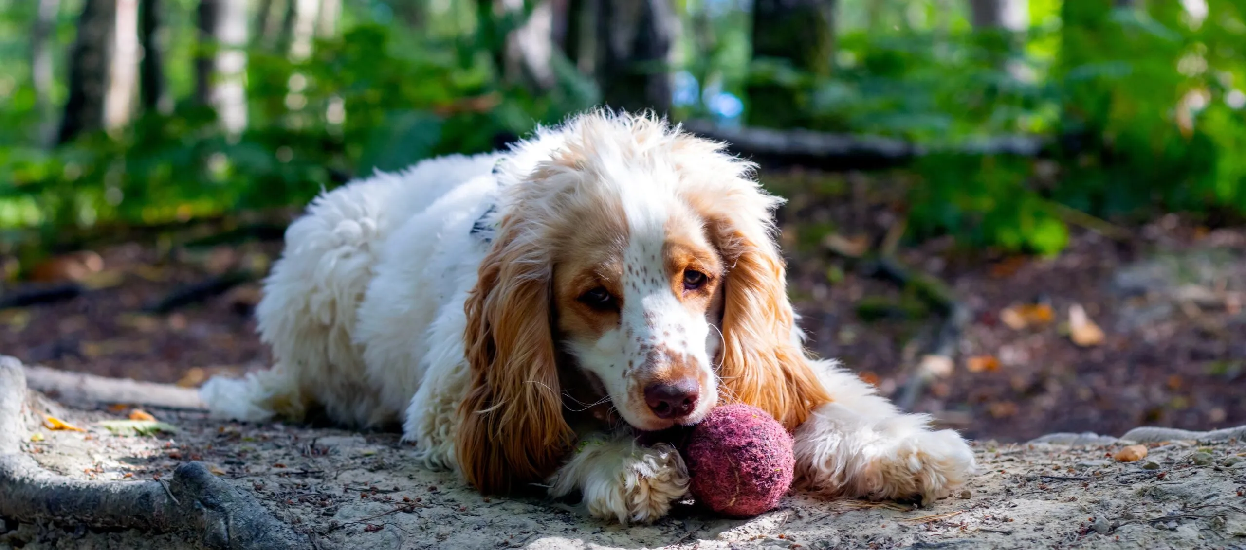 Dexter lying in woodland with his ball between his front paws