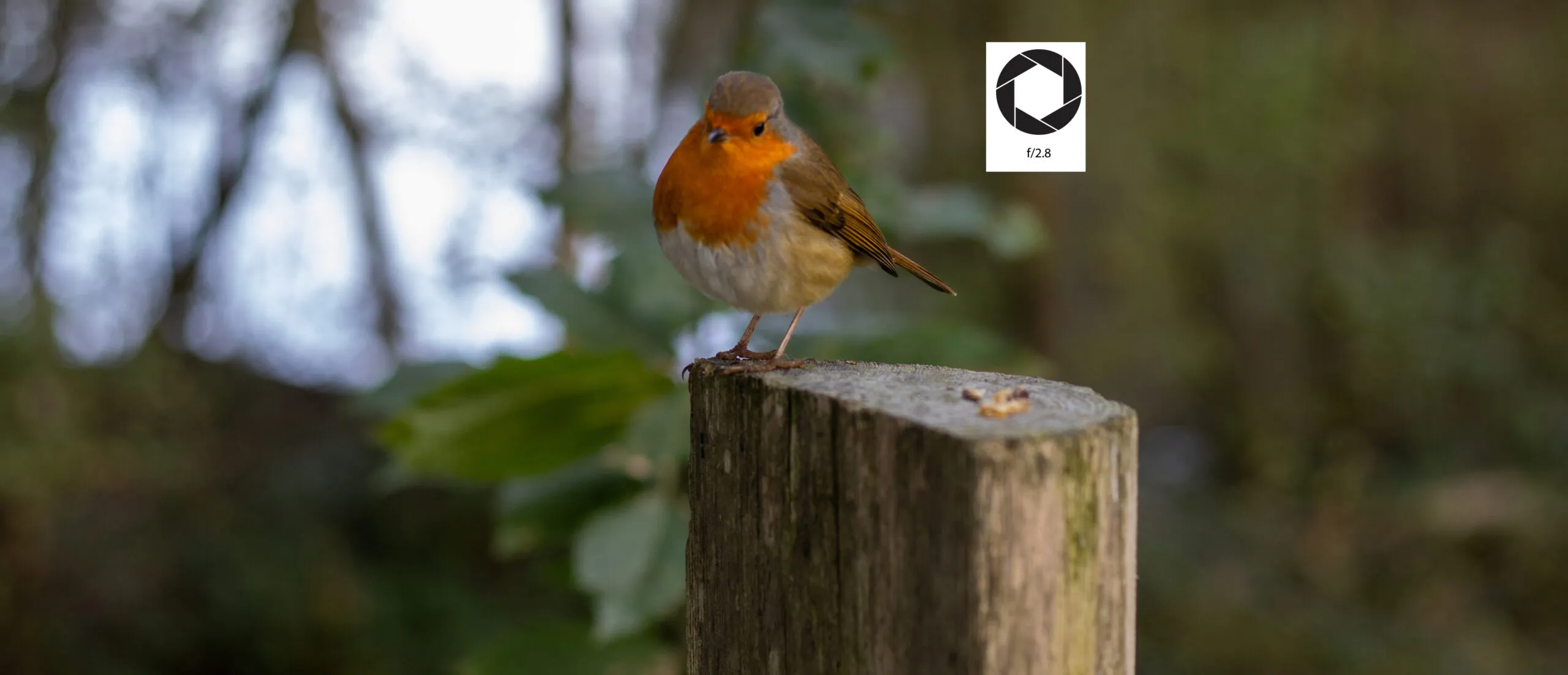 A robin isolated against a softly blurred woodland background