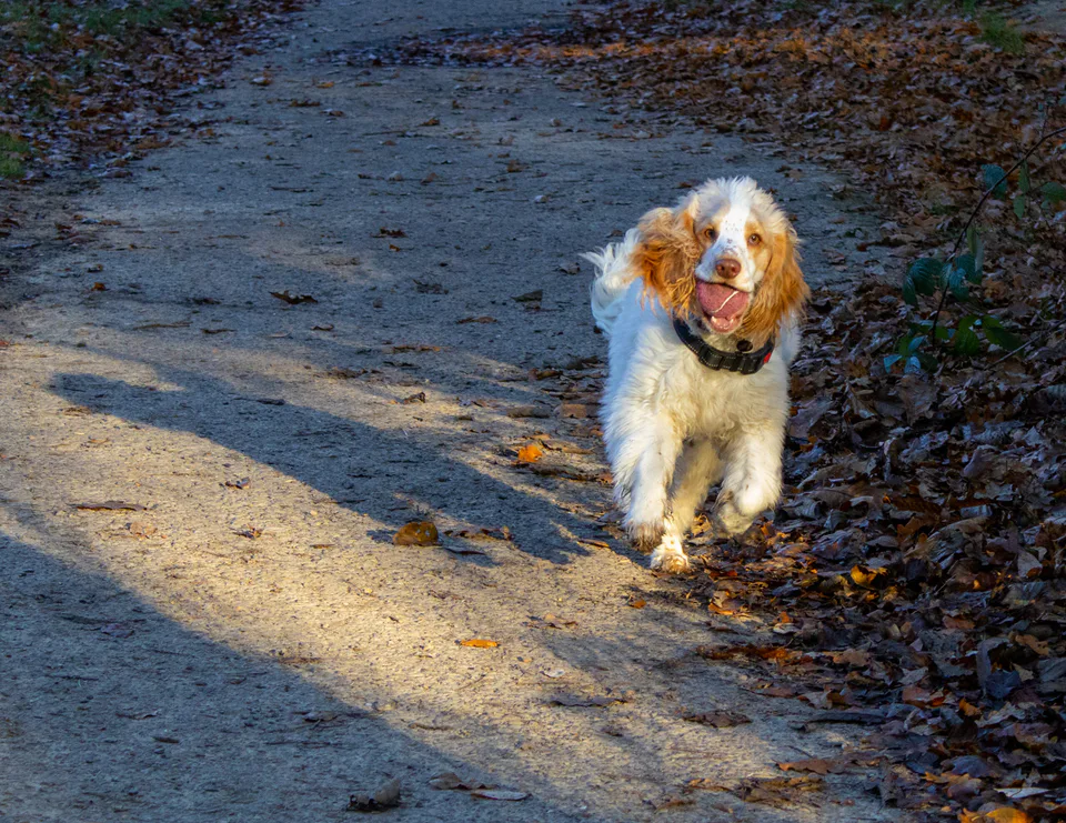 Featured image for Why and How You Should Ball Train Your Dog