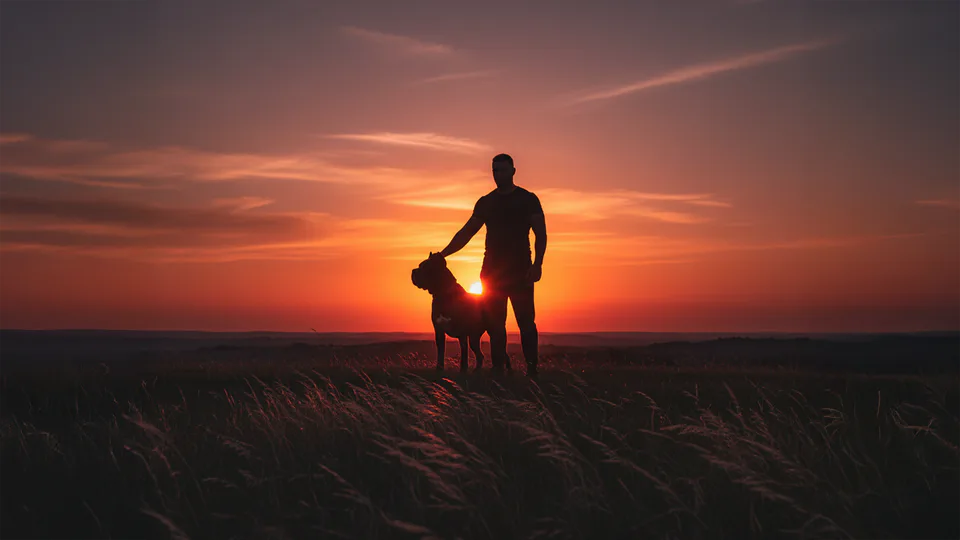 Silhouette of Cane Corso noble guardian at sunset