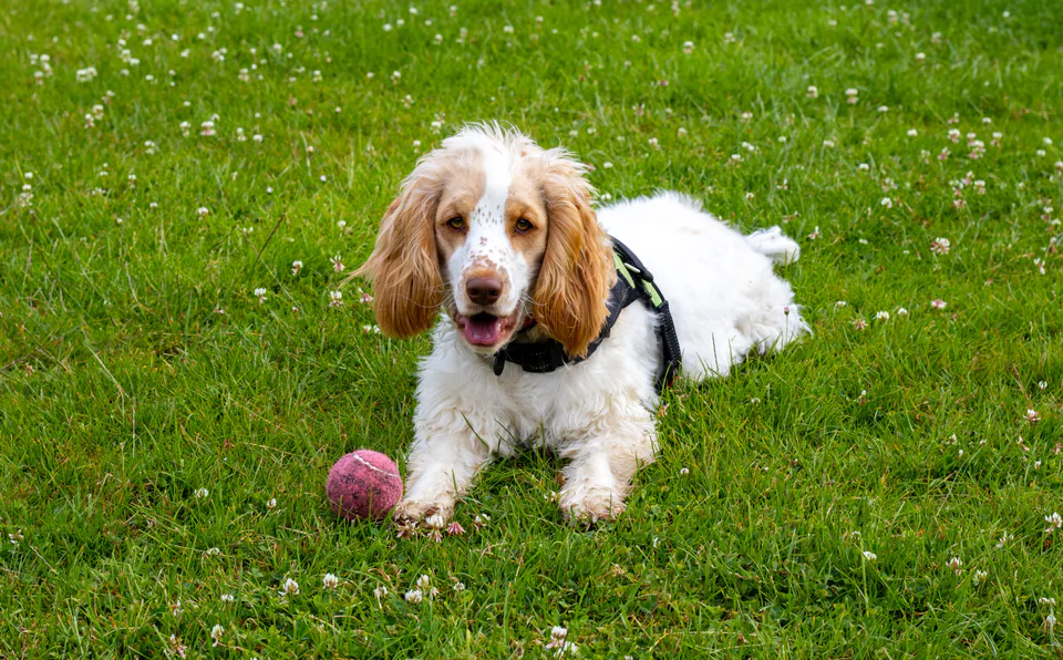 Featured image for The Cockapoo: Your Guide to This Adorable Poodle-Spaniel Mix