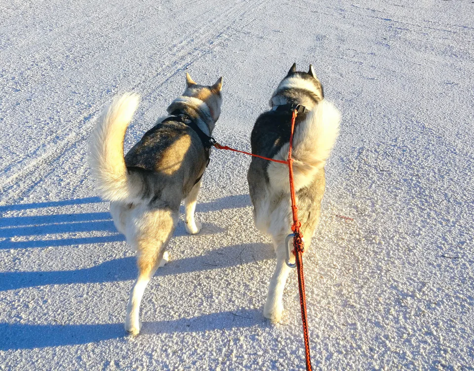 Featured image for Siberian Husky