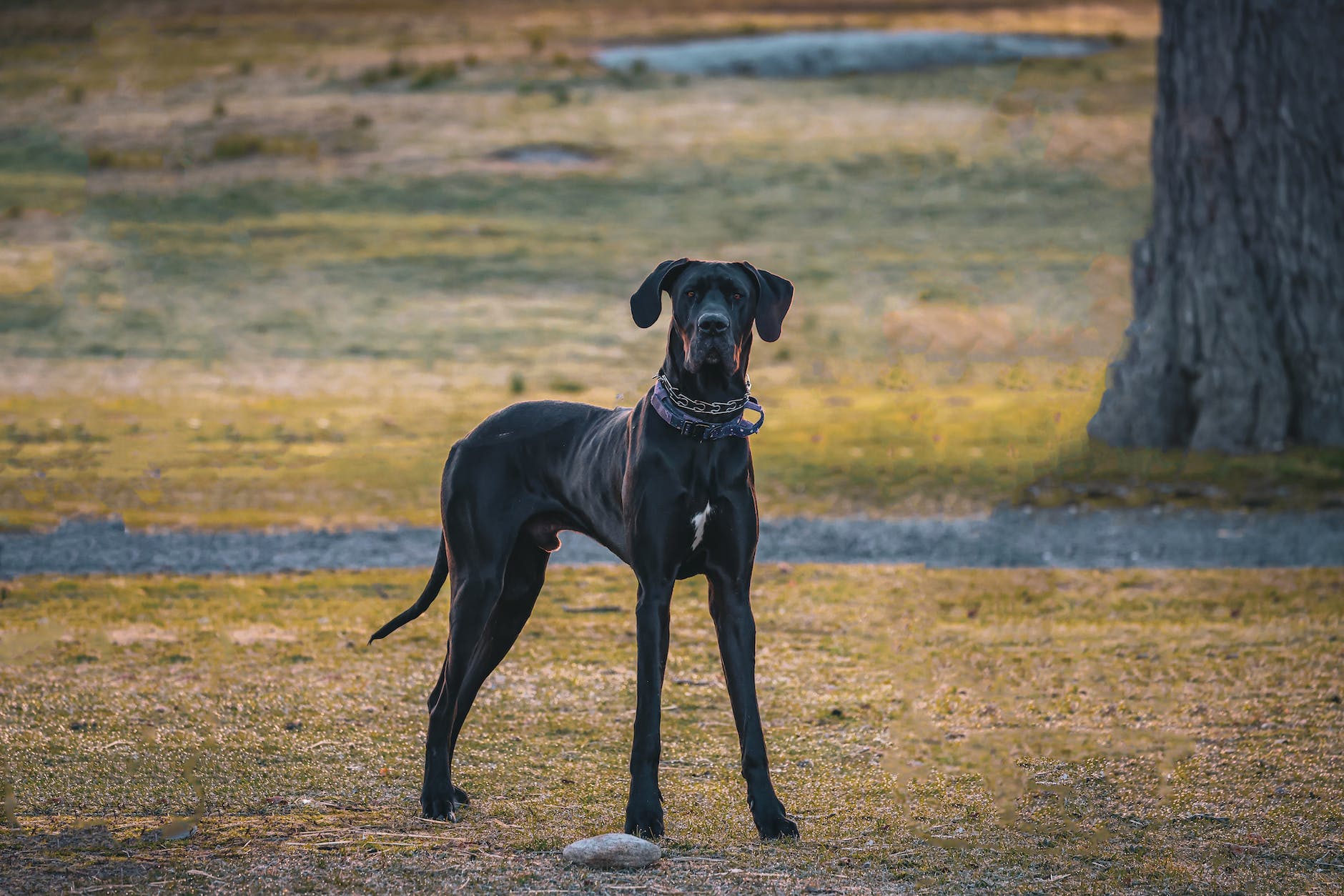 Great Dane dog.