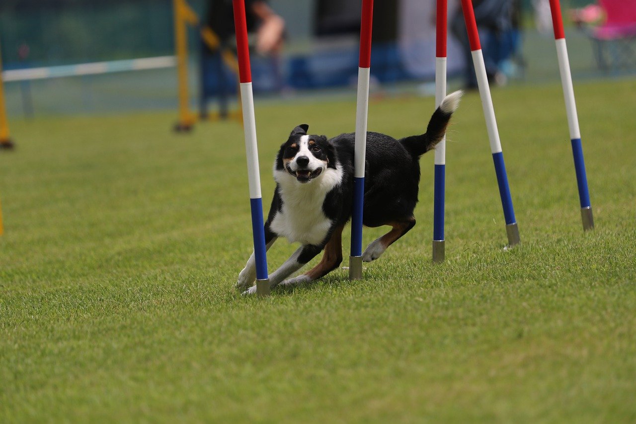 Are you walking your dog enough? Image