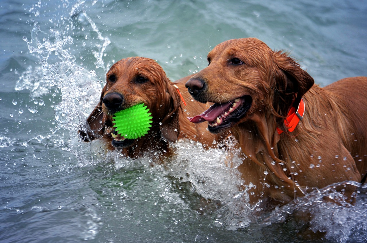 Are you walking your dog enough? Mental stimulation