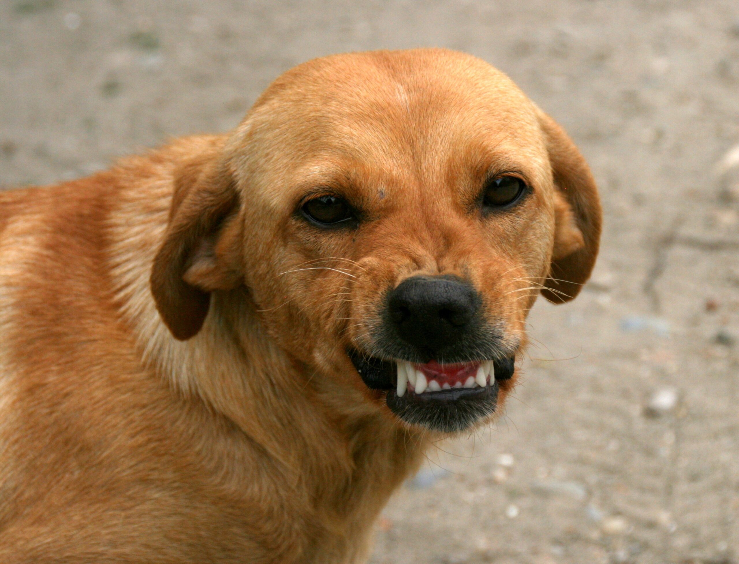 Featured image for Dog Encounters: How to Respond and Prevent Incidents