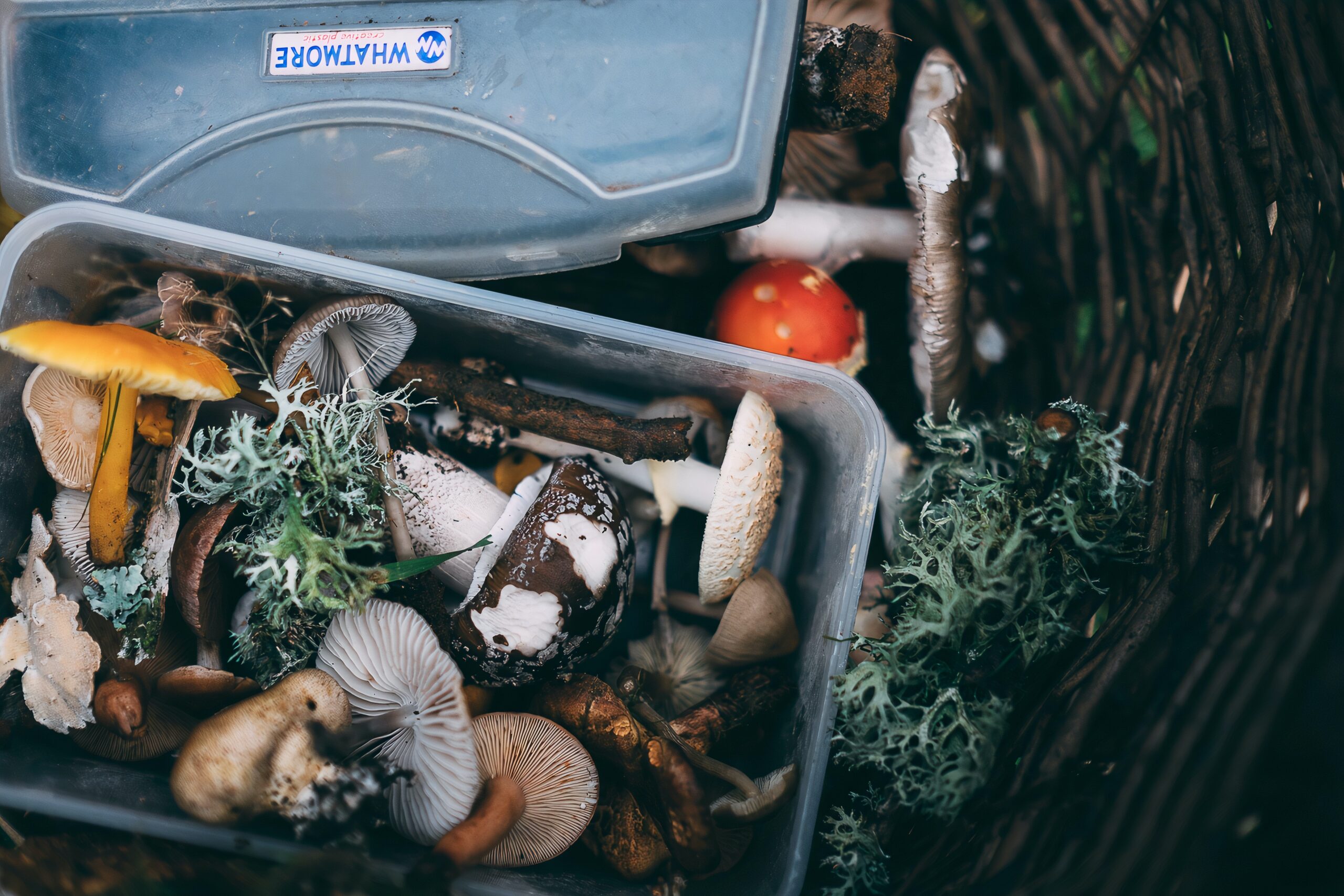 Featured image for Autumn Foraging in the UK: A Bounty of Nature’s Treasures