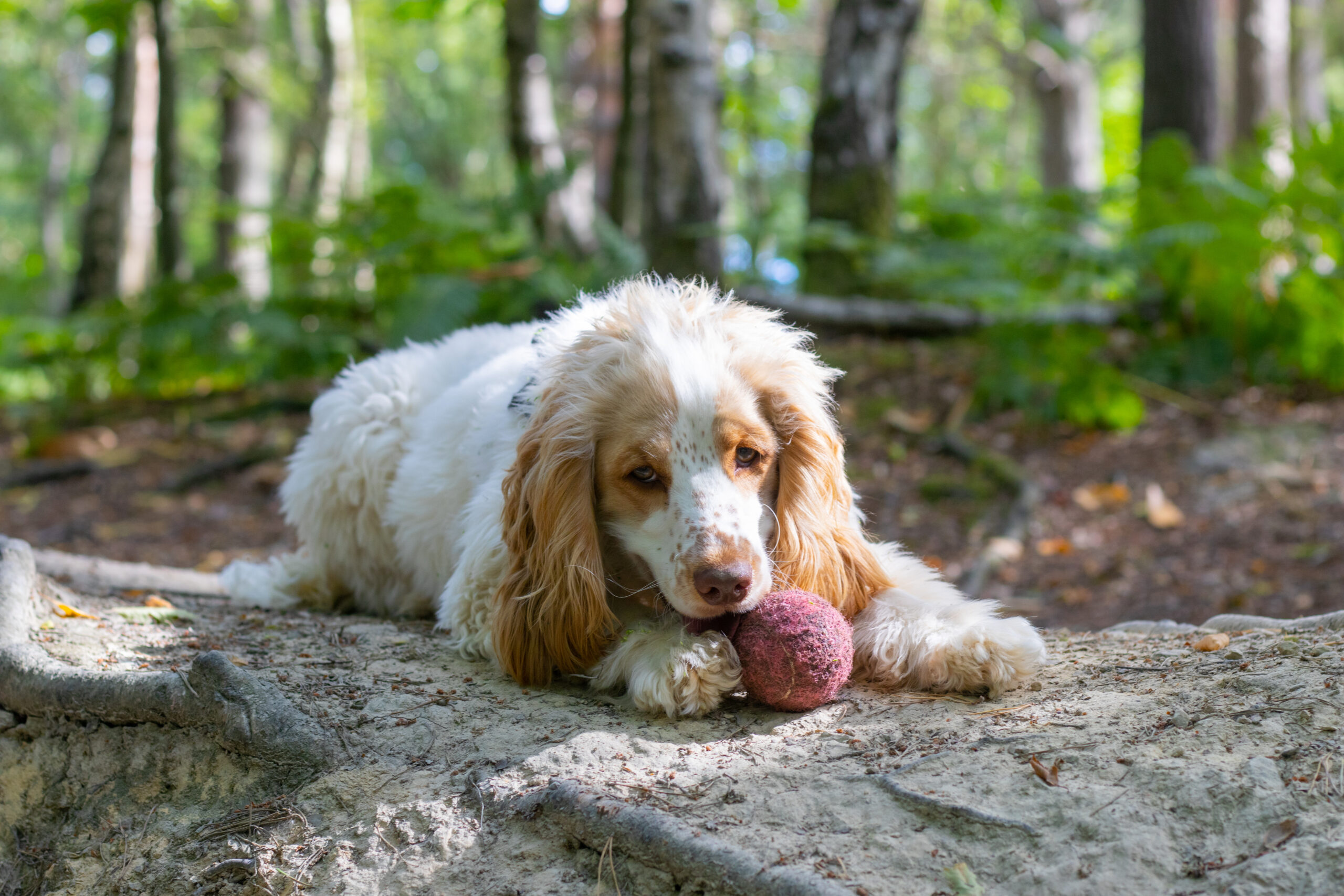 Ball train your dog