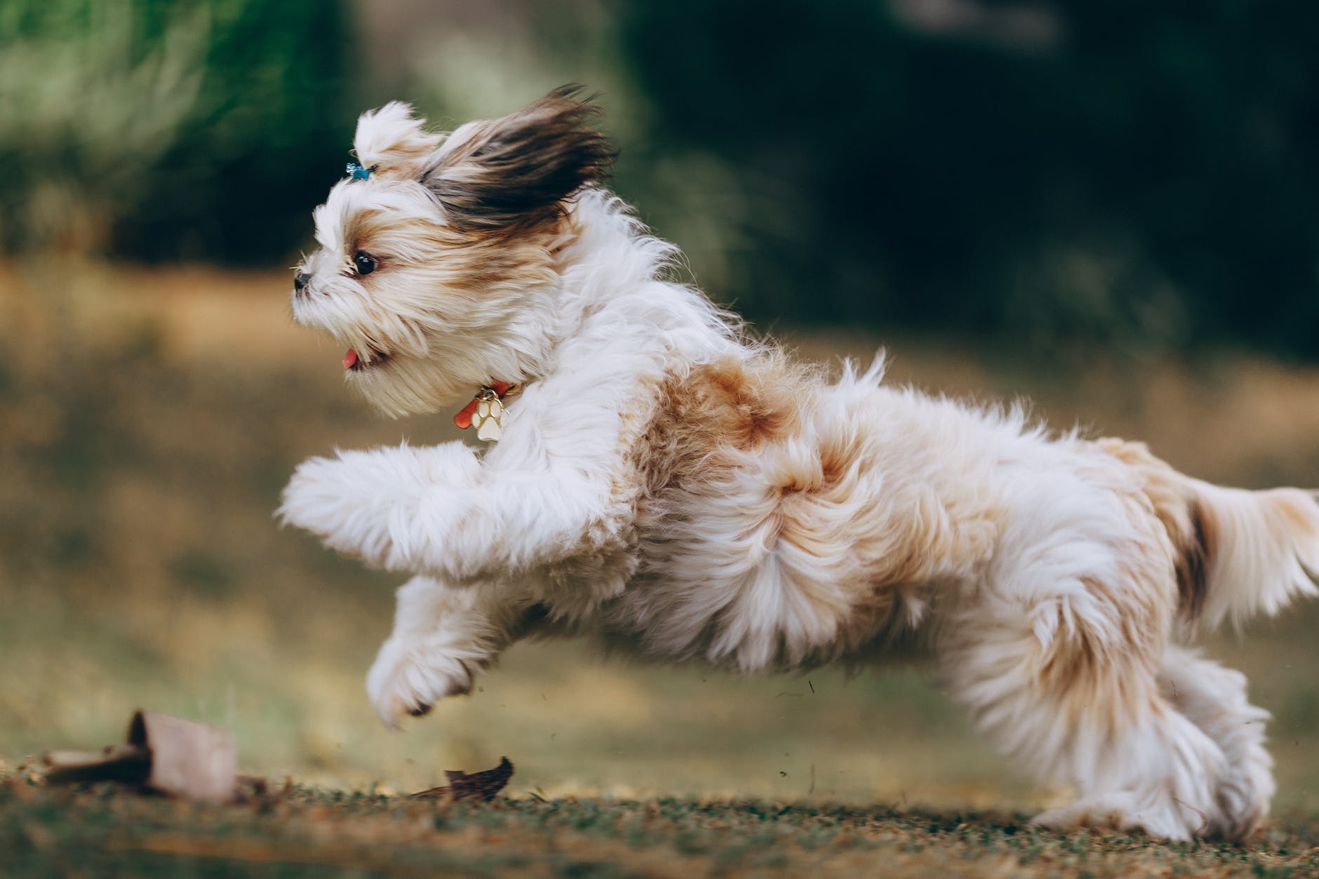 Featured image for The Charming Companions: Shih Tzu