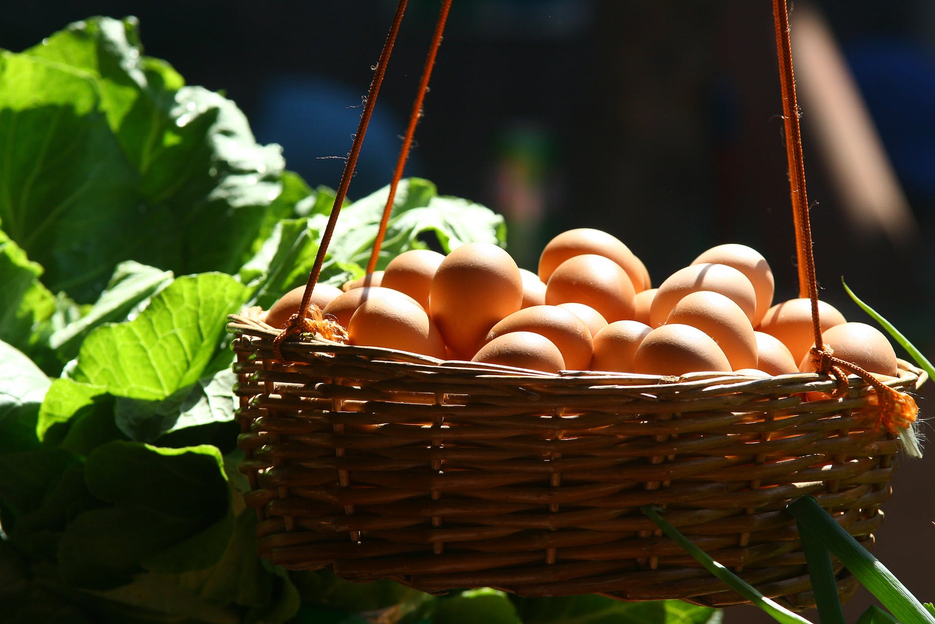 Featured image for The Mighty Egg: A Nutritional Powerhouse