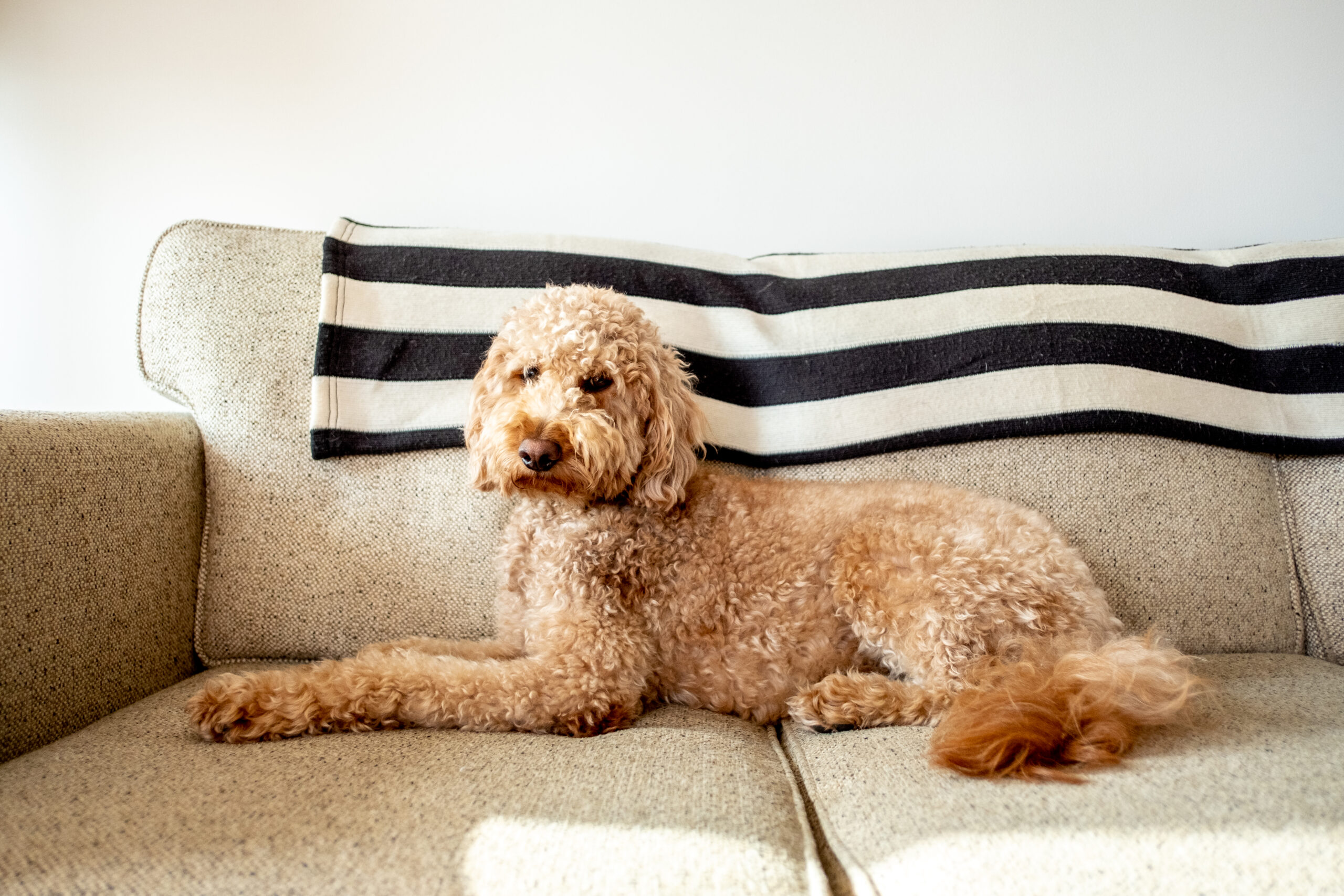 <a href="https://www.vecteezy.com/free-photos/goldendoodle">Goldendoodle Stock photos by Vecteezy</a>