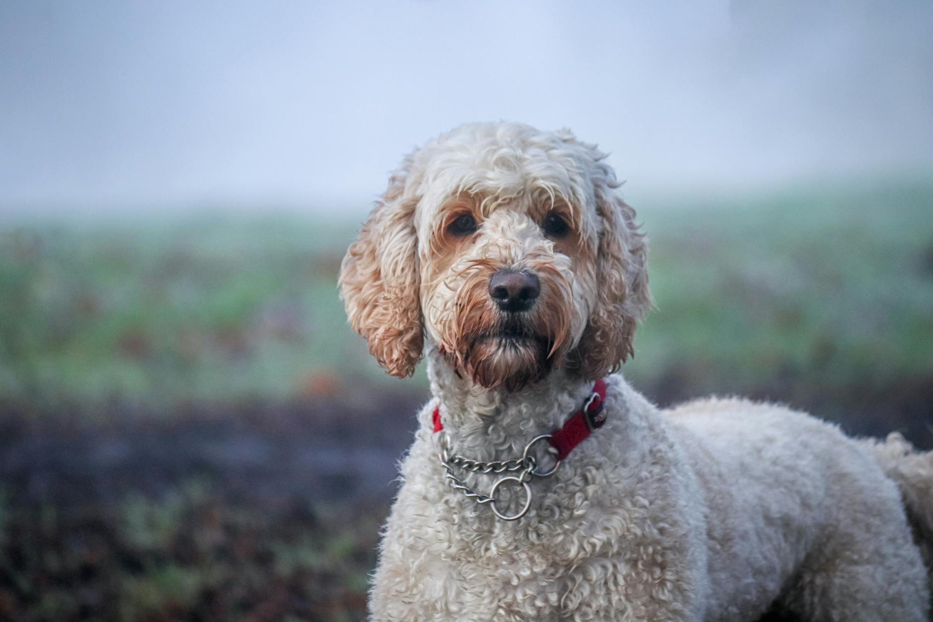 Featured image for The Lovable Labradoodle: A Guide to Your Fuzzy New Friend