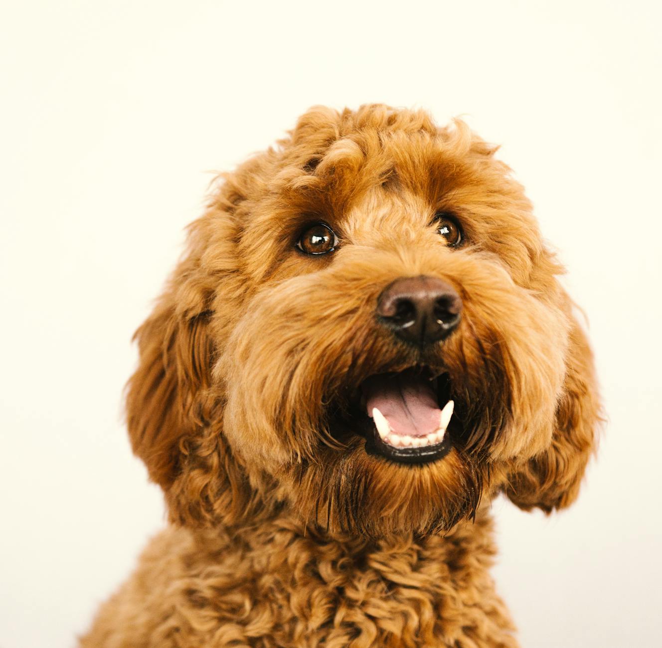 Featured image for The Goldendoodle: A Ball of Fluff and Friend for Life