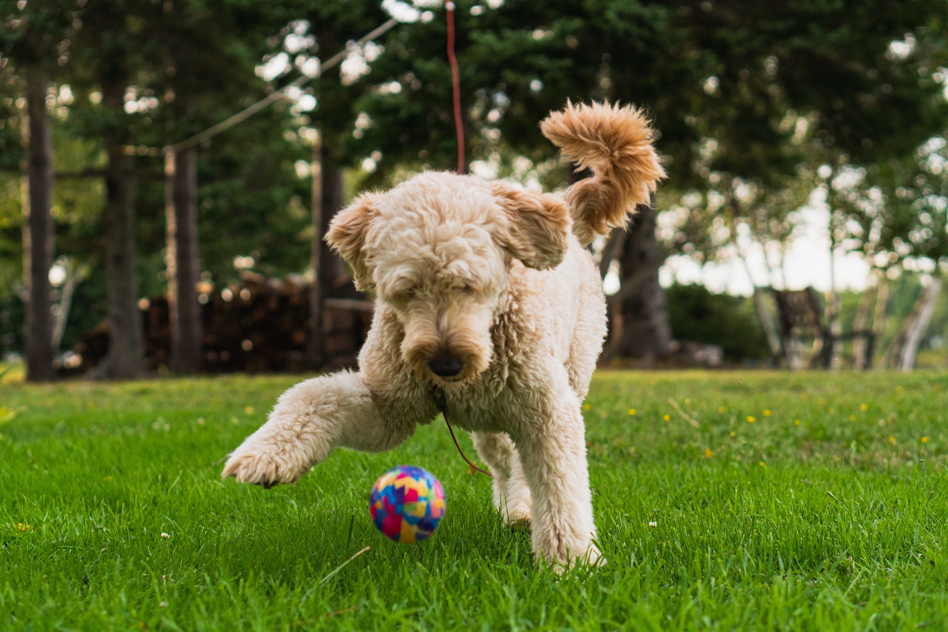 a dog playing with a ball at a park