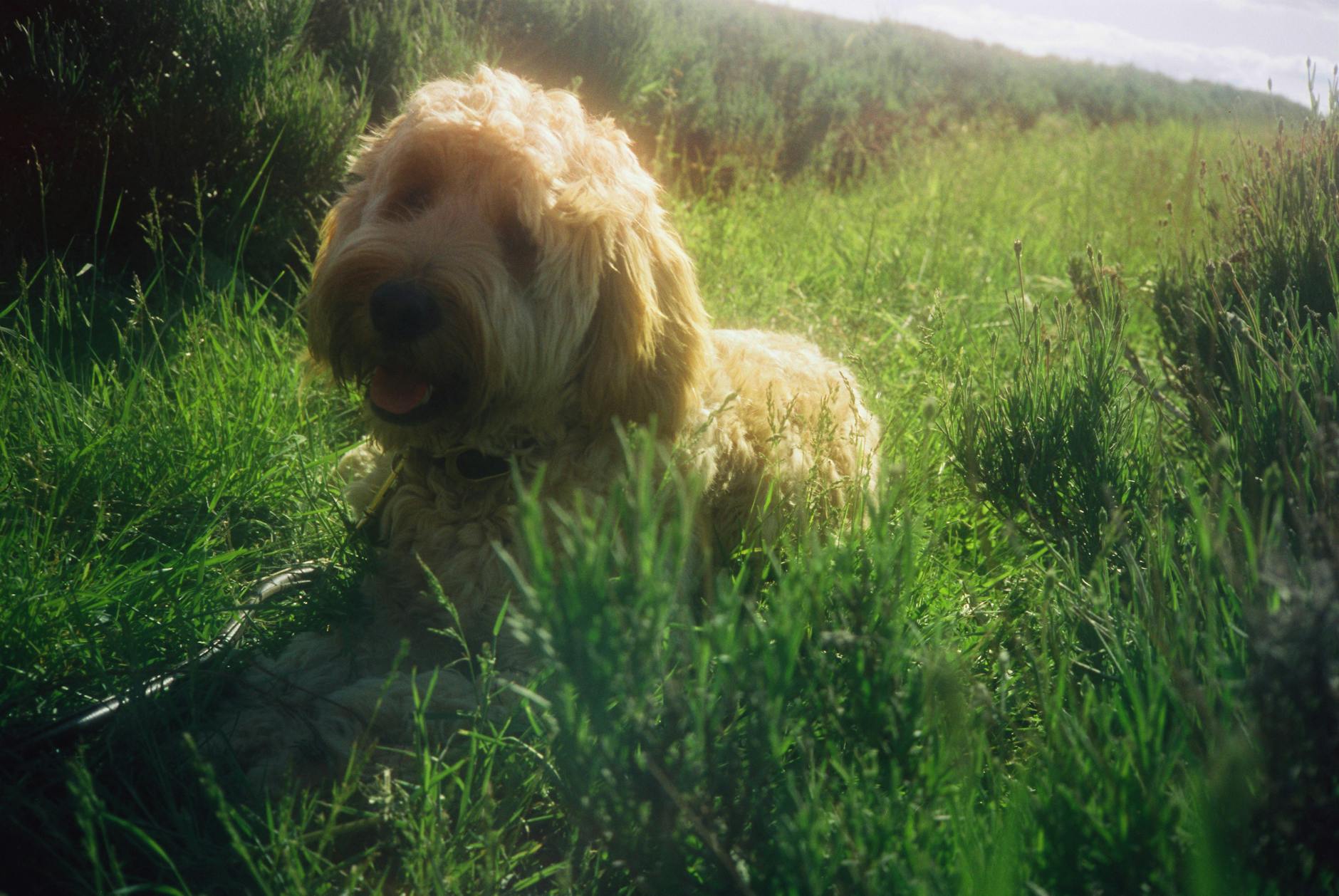 a cute dog on green grass field