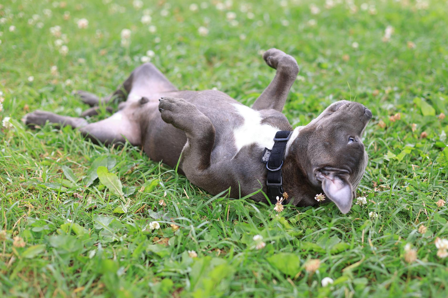big brown dog rolling in grass
