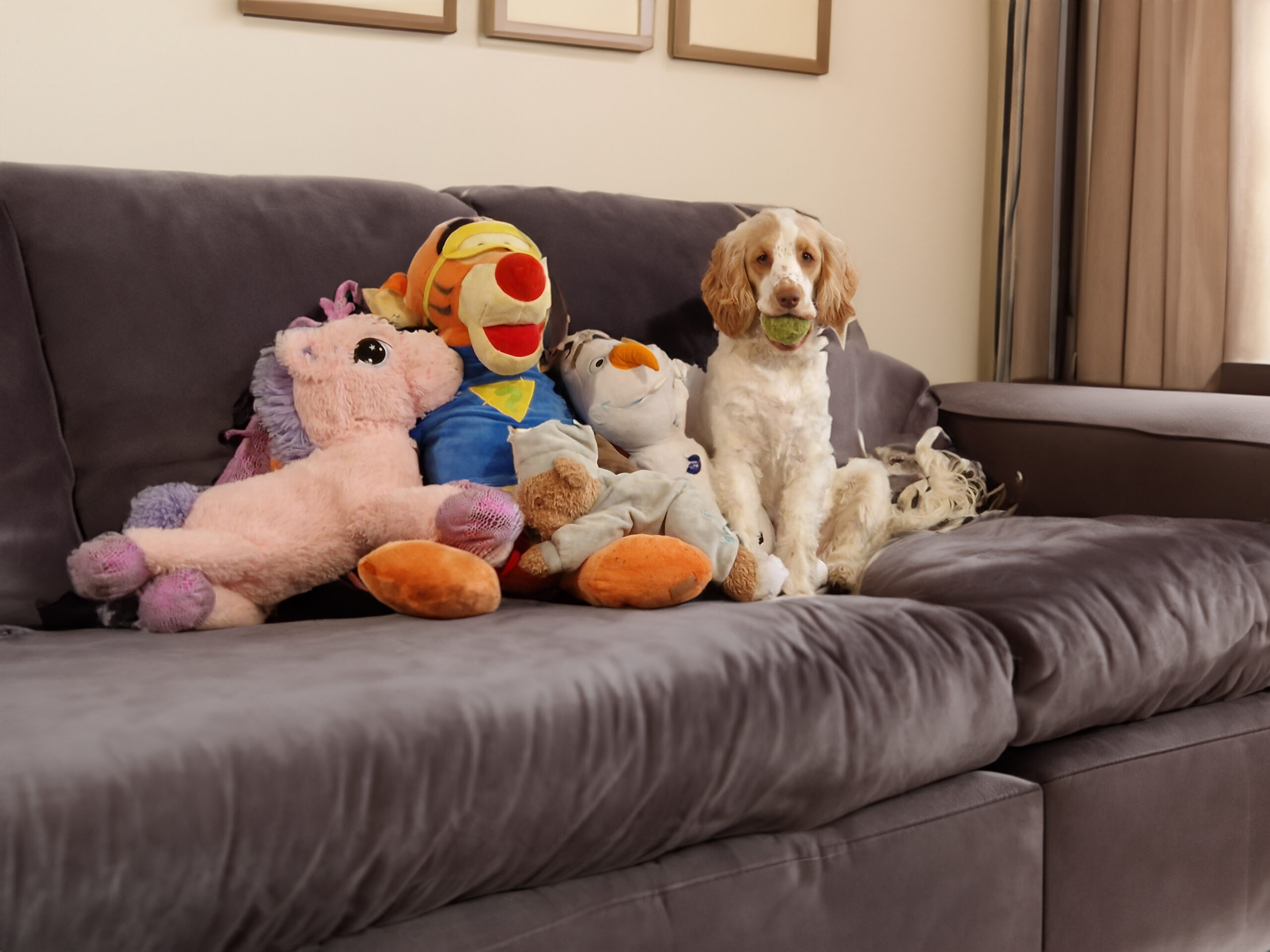 Healing power of pet therapy