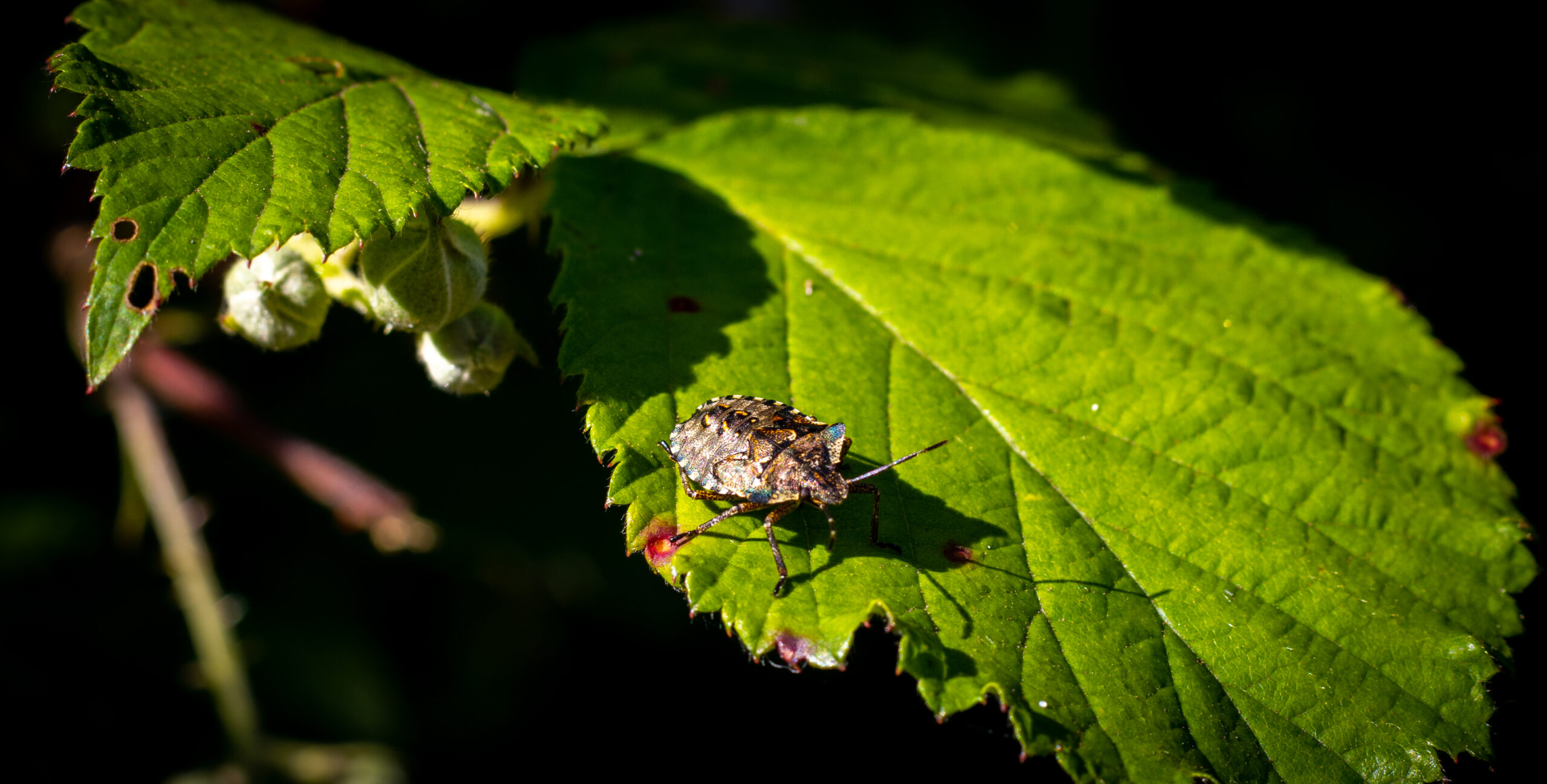 Featured image for Capturing the Essence: The Art of Macro Photography