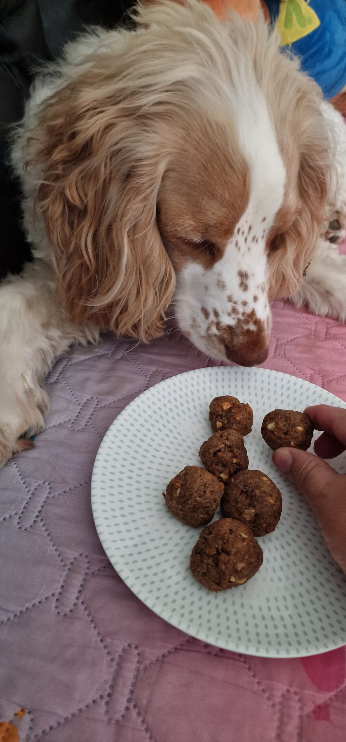 Featured image for Peanut Butter and Banana Bites: A Quick Snack for Humans and Dogs