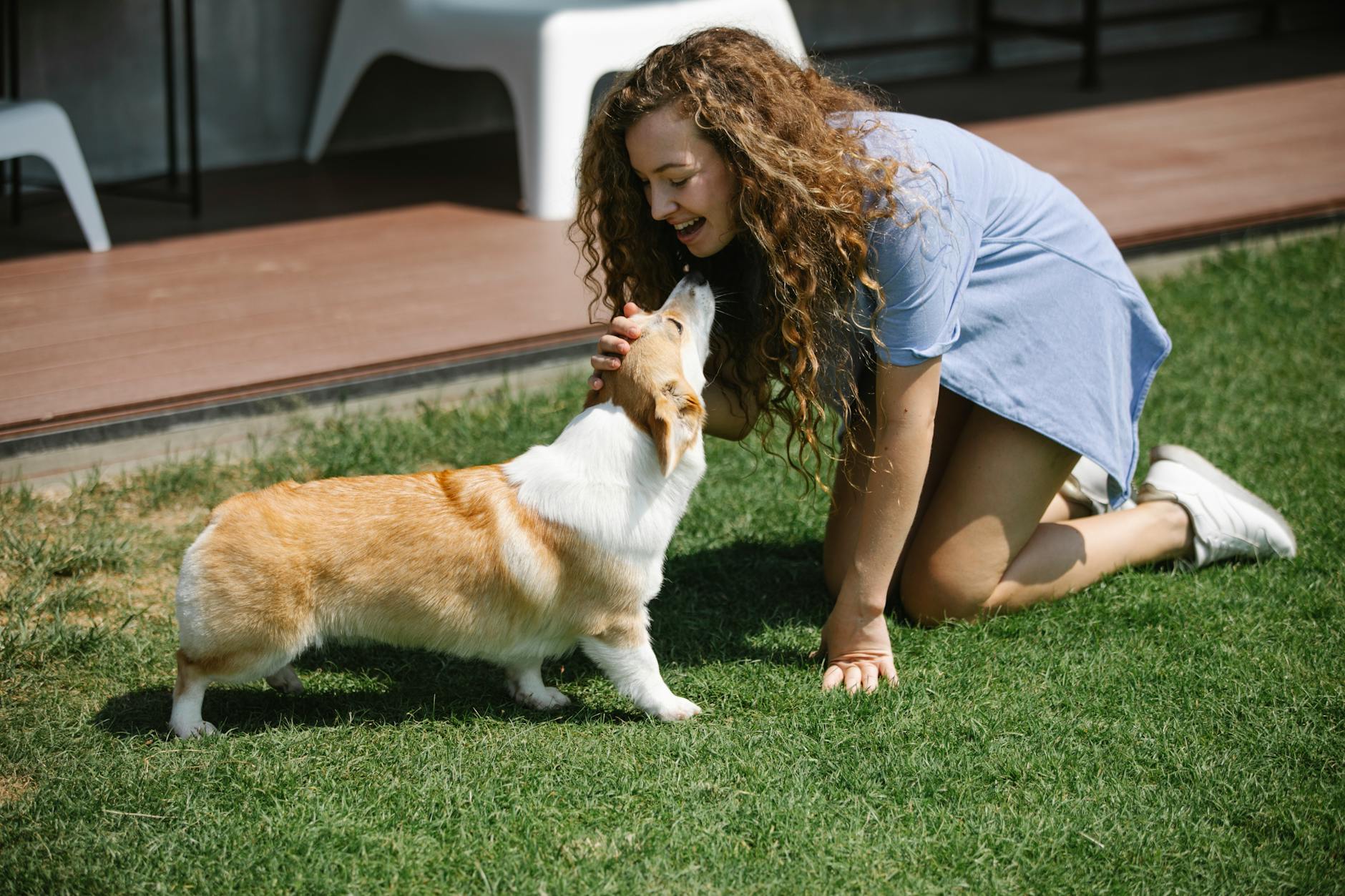 smiling woman stroking welsh corgi pembroke