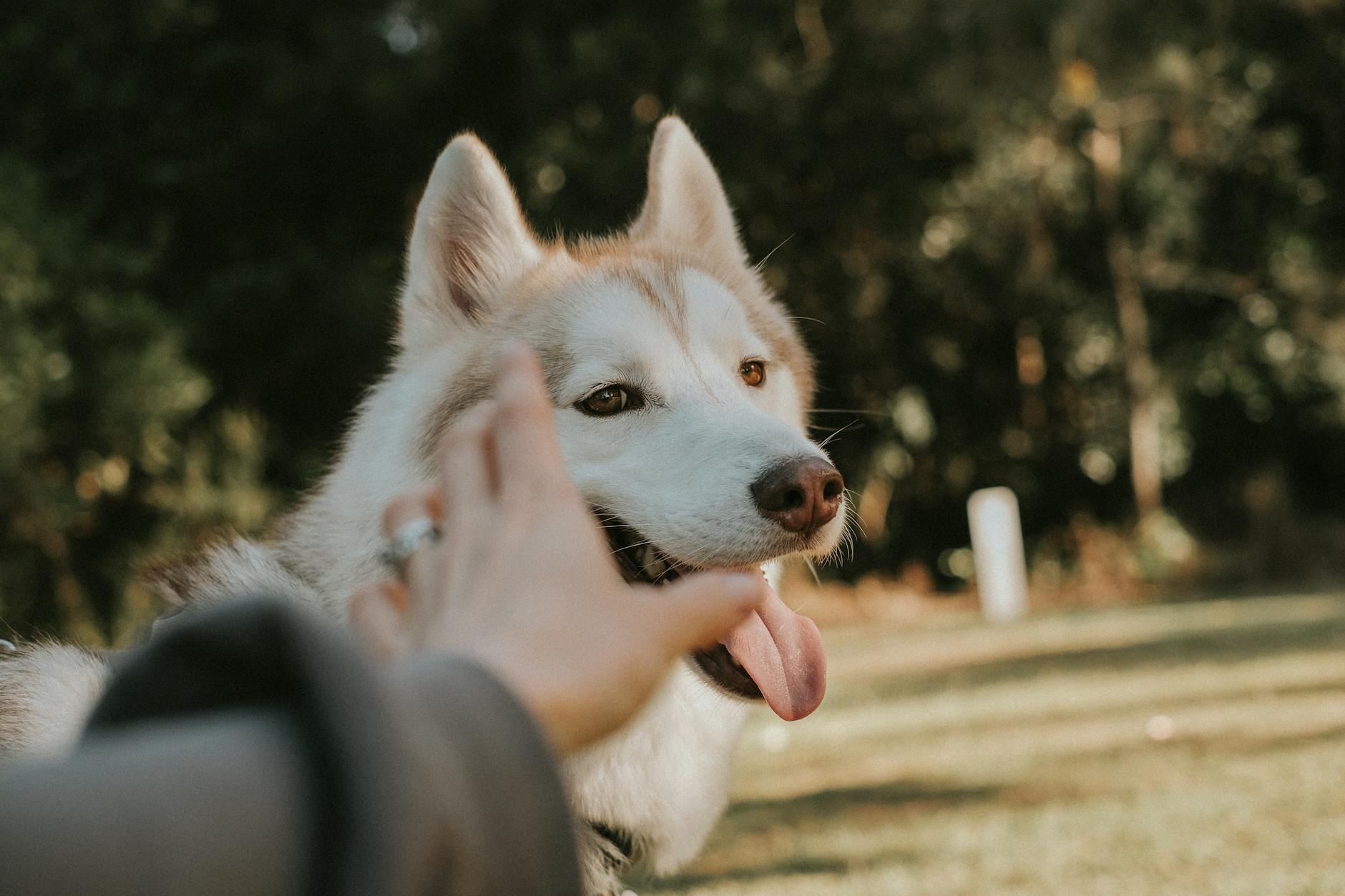 Featured image for Advanced Dog Training Tips: Mastering Recall for Off-Leash Confidence
