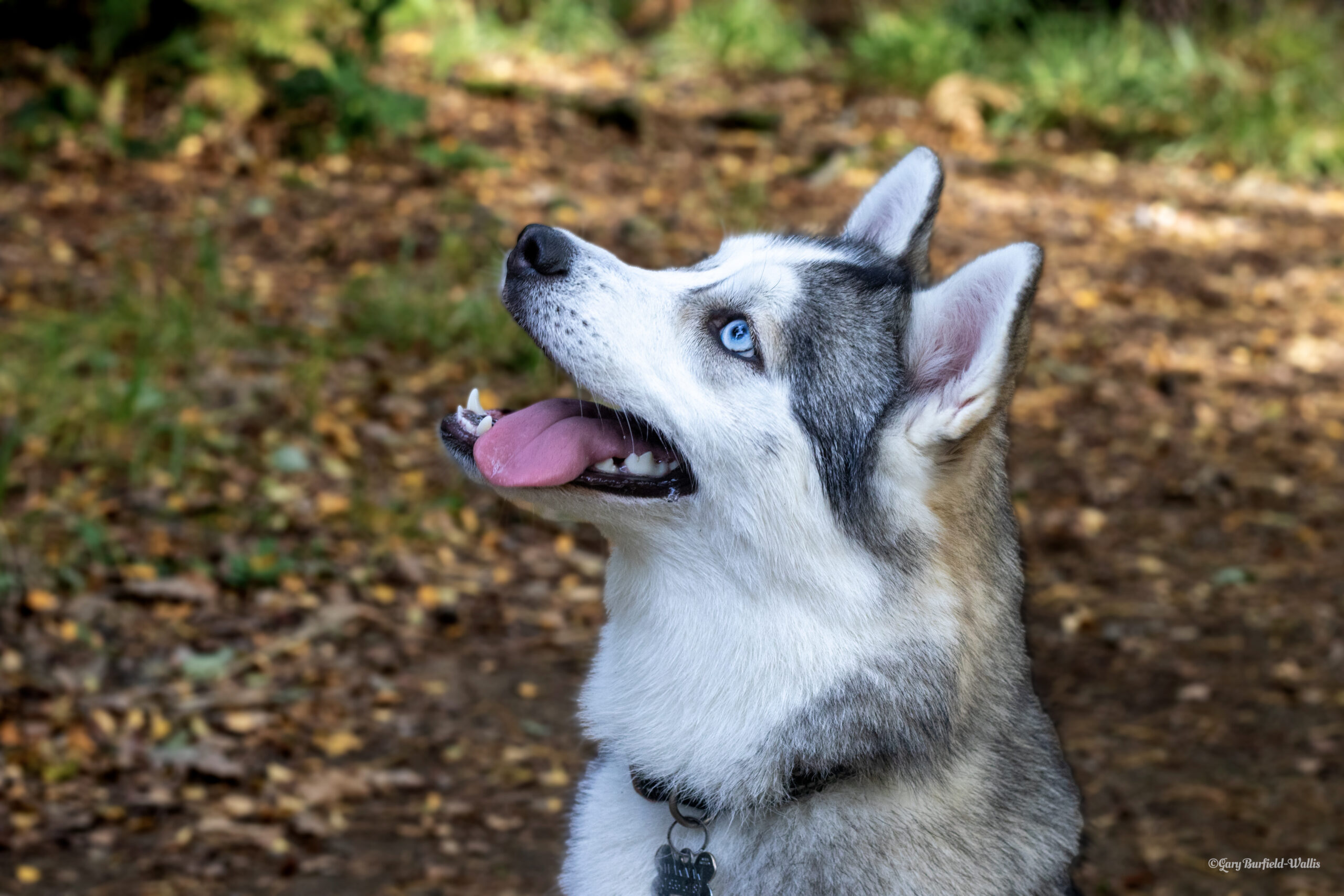 Featured image for Capturing the Essence: The Art of Pet Photography