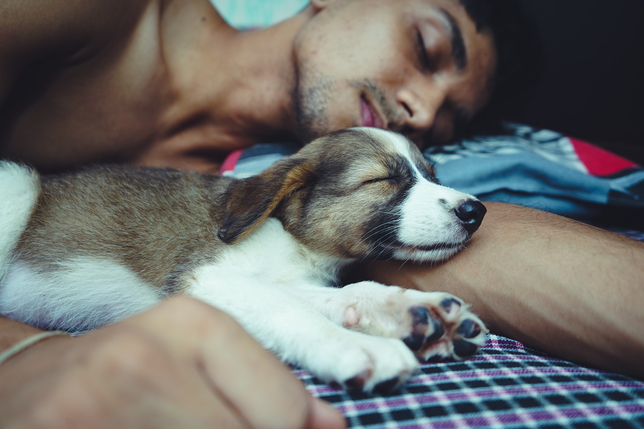 Featured image for Snuggles and Snores: The Pros and Cons of Sharing Your Bed with Fido