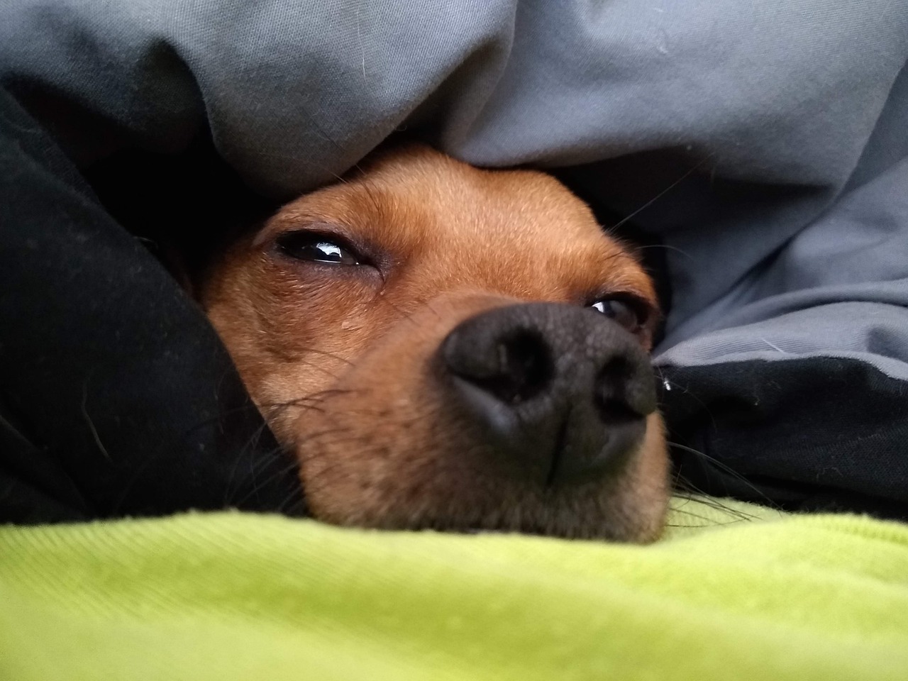 Should I let my dog sleep with me?
