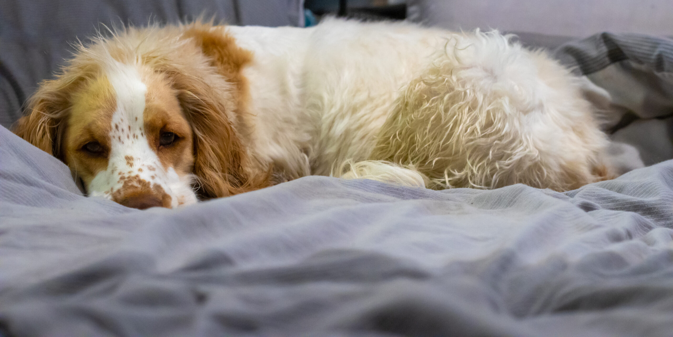 Should I let my dog sleep with me?