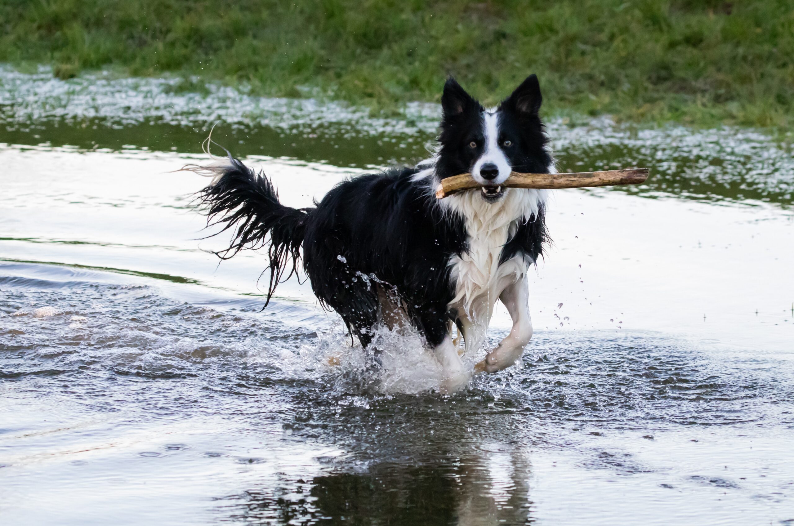 Border Collie with a stick