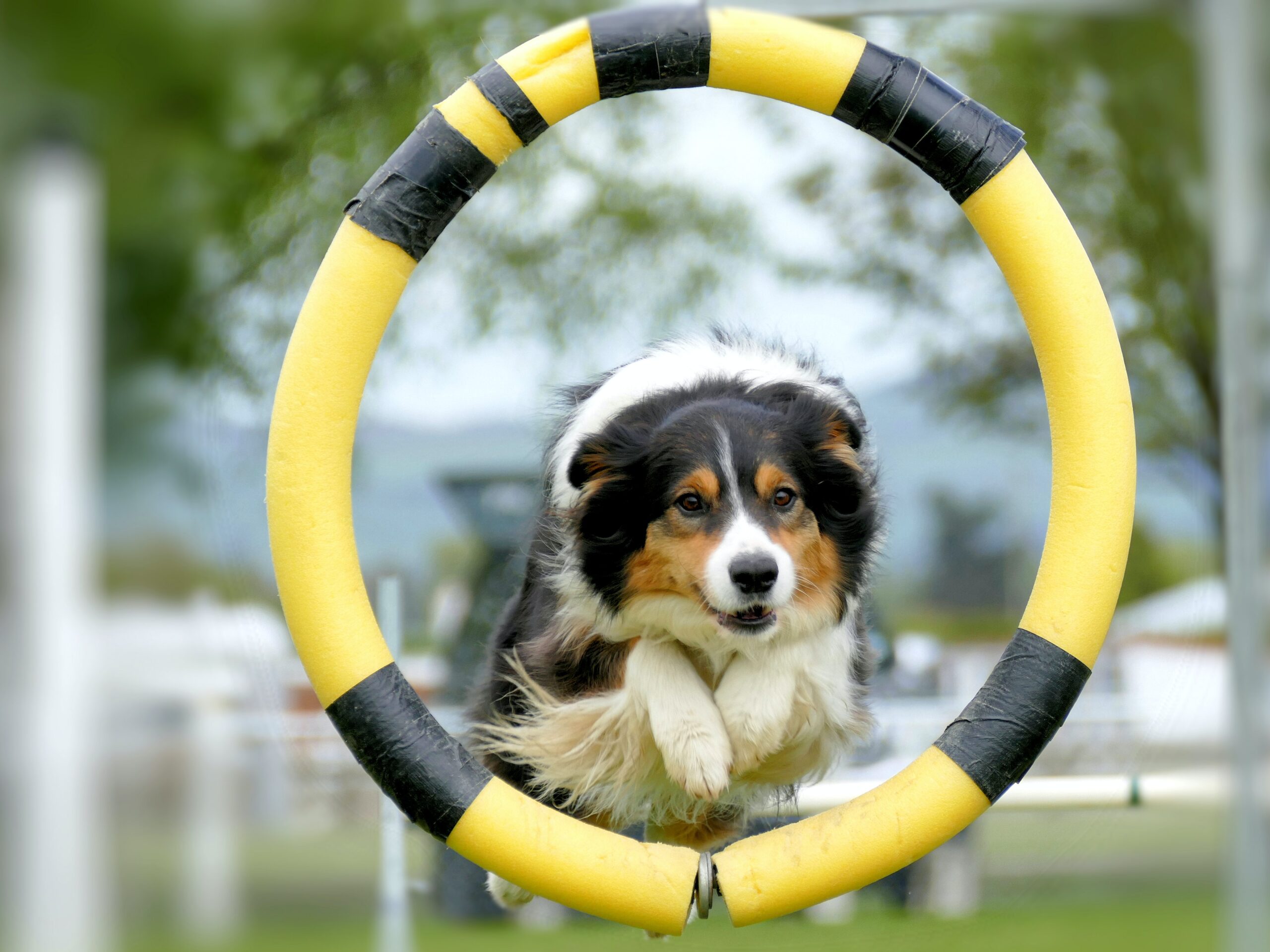 Border Collie jumping through hoop