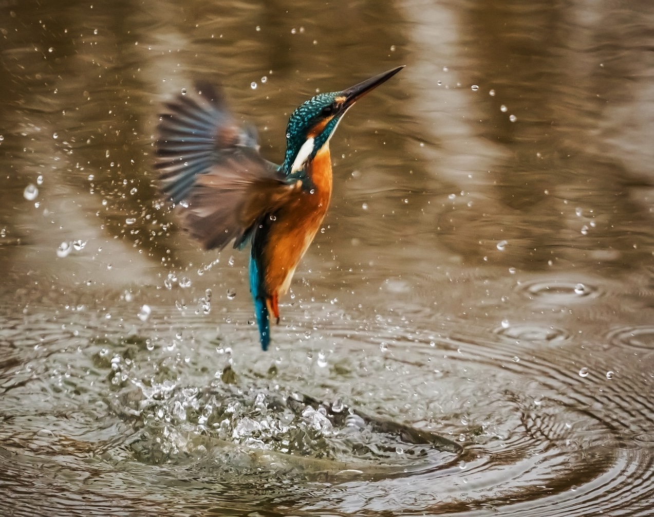 Bird flying out of water frozen by a fast shutter speed