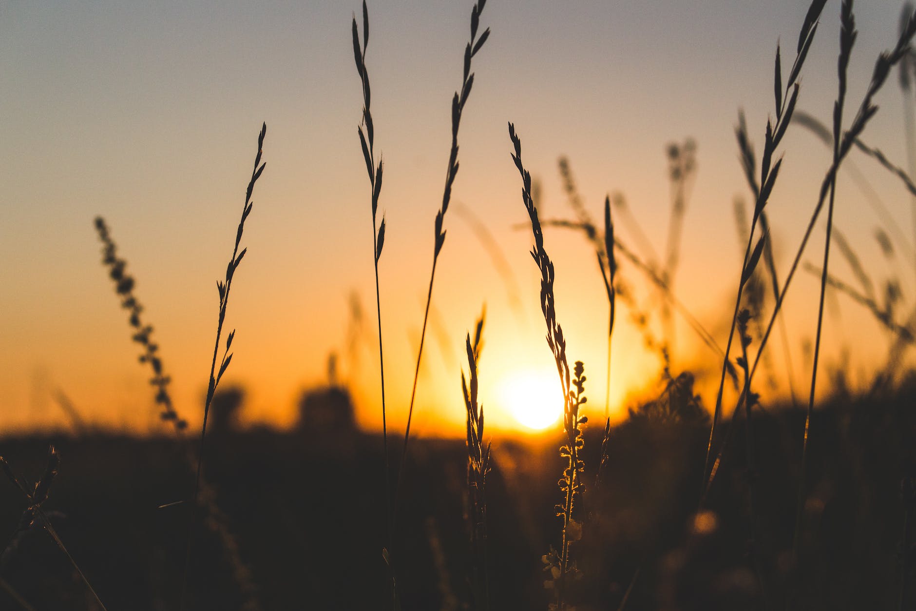 shallow focus photography of brown grass