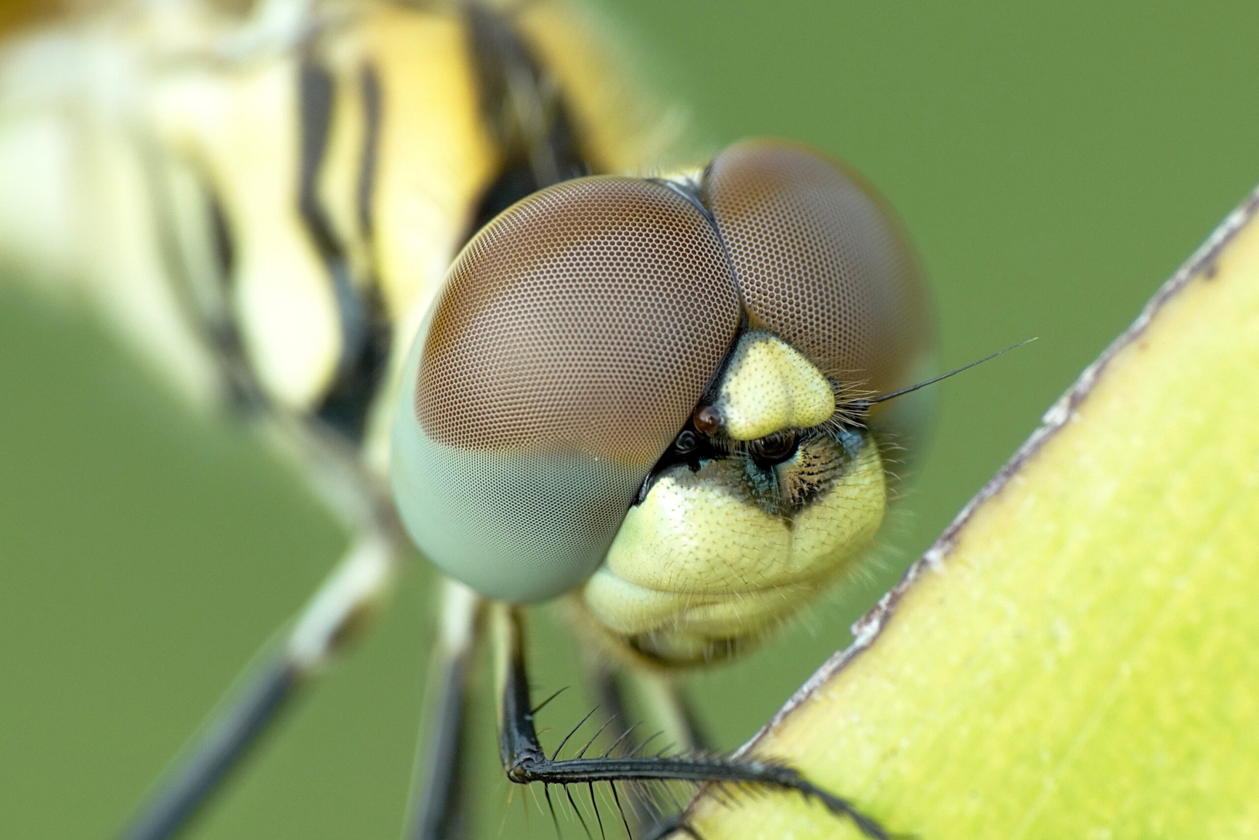 Macro Camera lenses