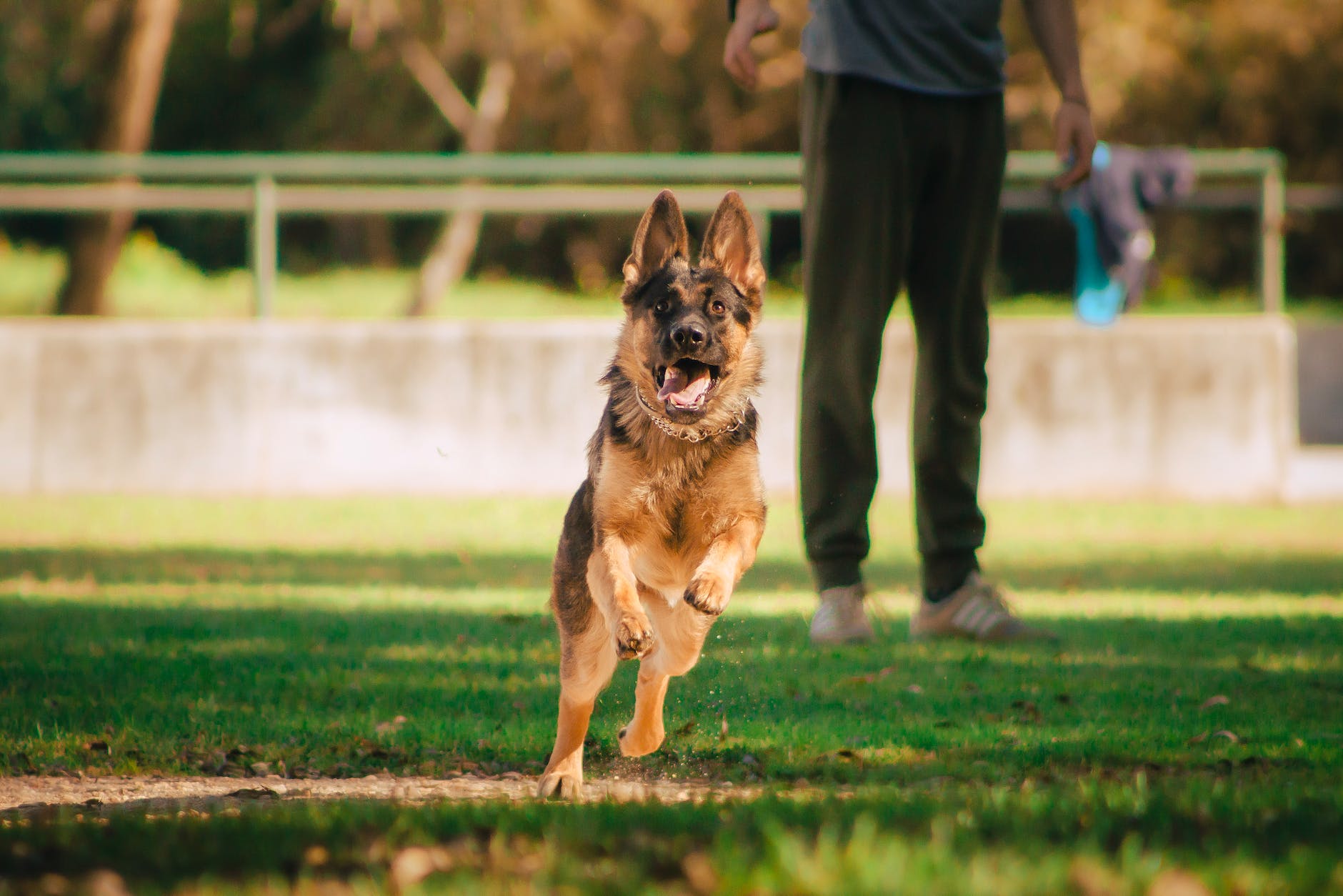 German Shepherd Dog dog.