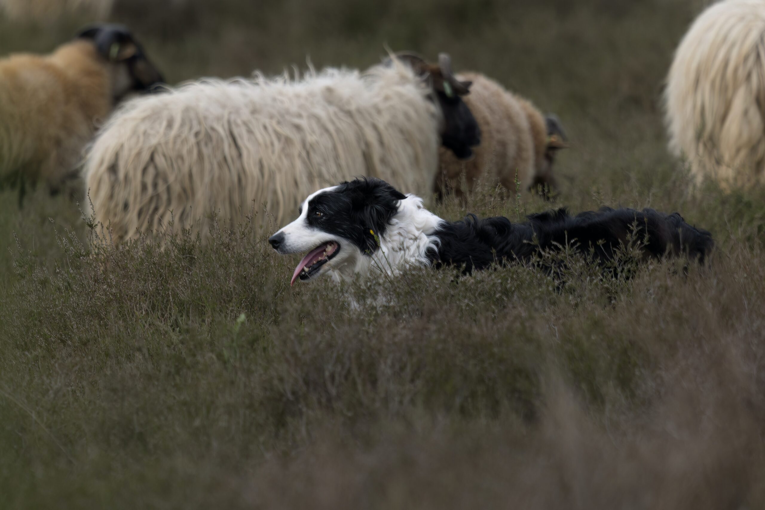Featured image for Unleashing the Brilliance: The Border Collie Chronicles