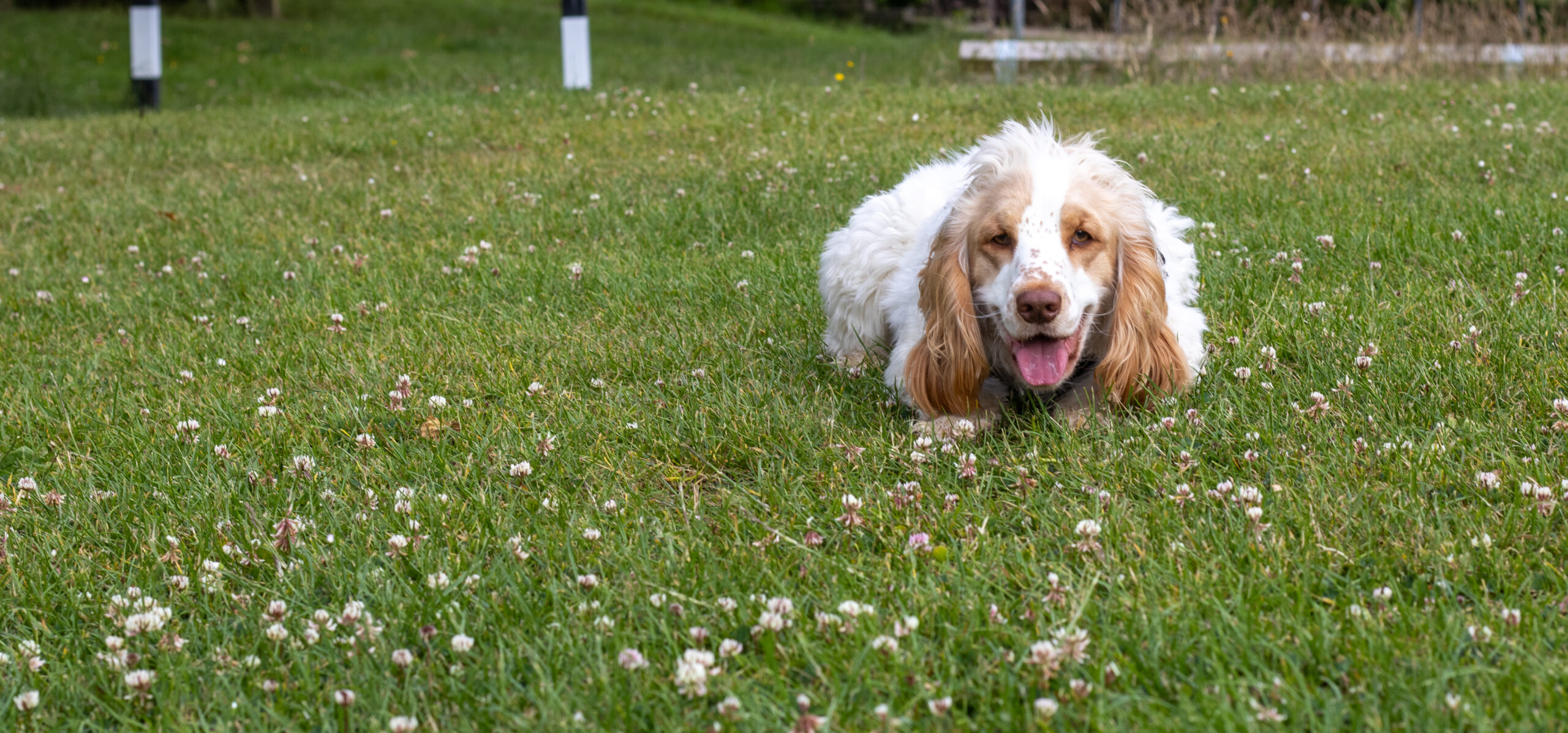 Featured image for Working breeds of dogs