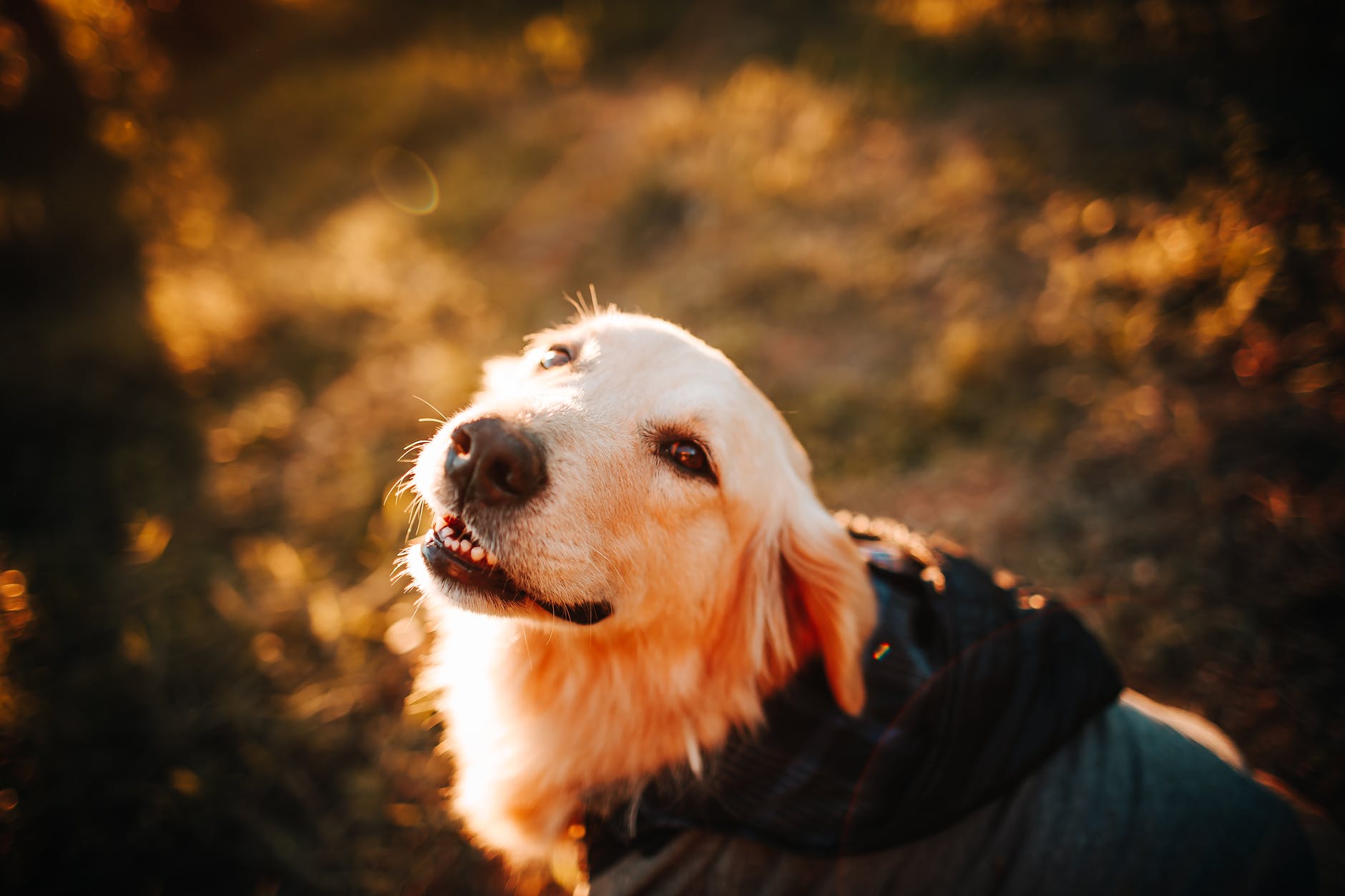 Golden Retriever dog.