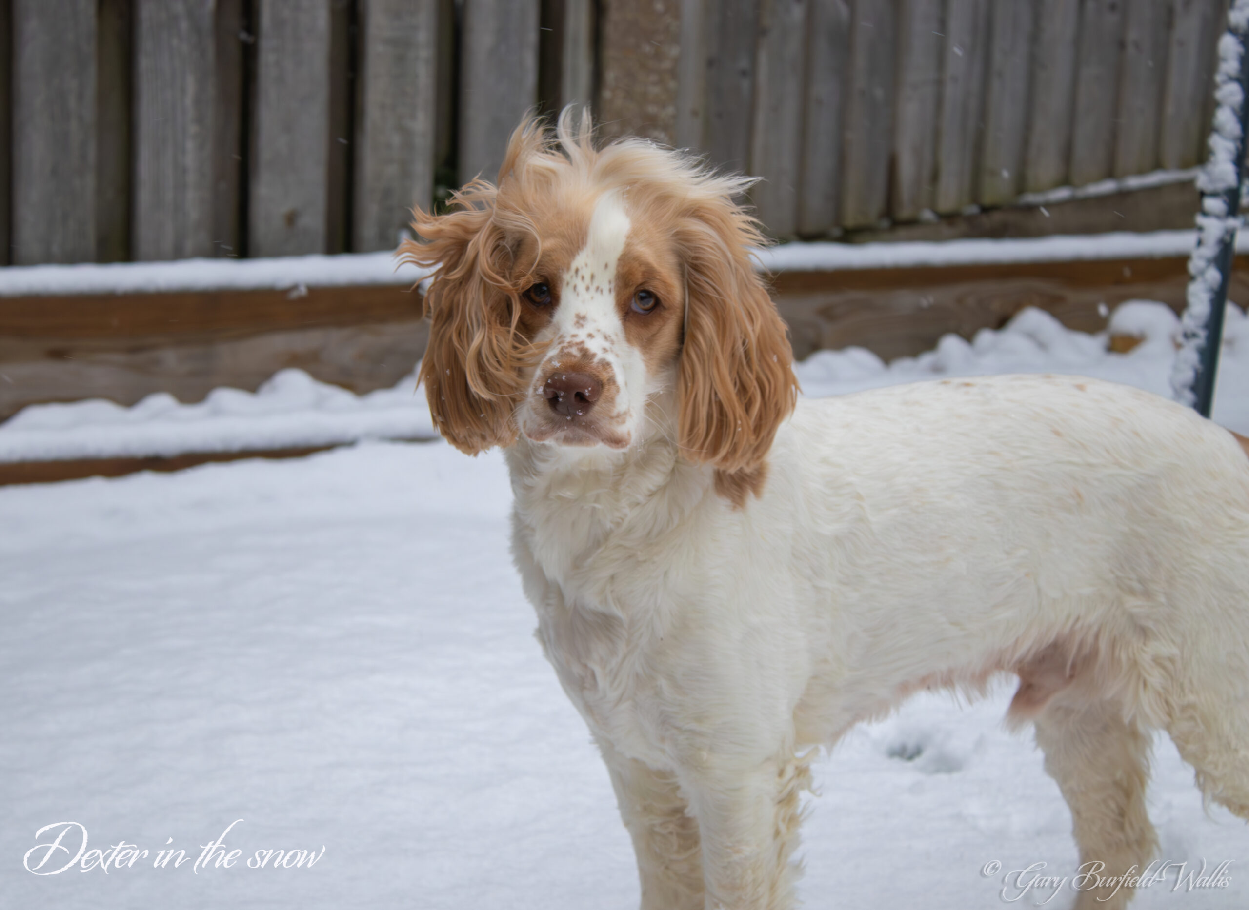 Dexter the cockapoo in the snow