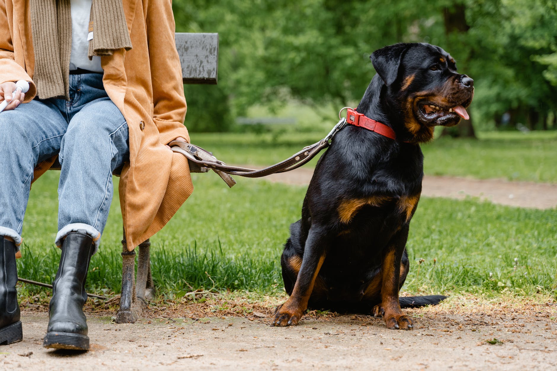 Featured image for The Remarkable Rottweiler: Understanding This Majestic Working Breed