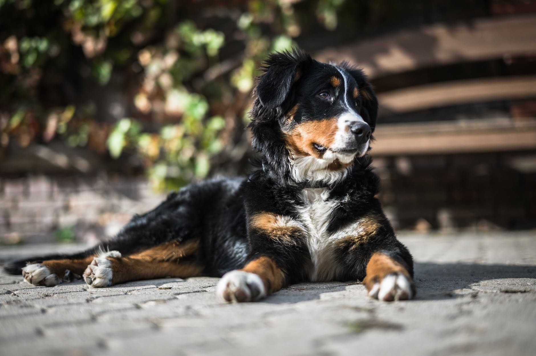 Featured image for The Bernese Mountain Dog: A Gentle Giant Among Working Breeds