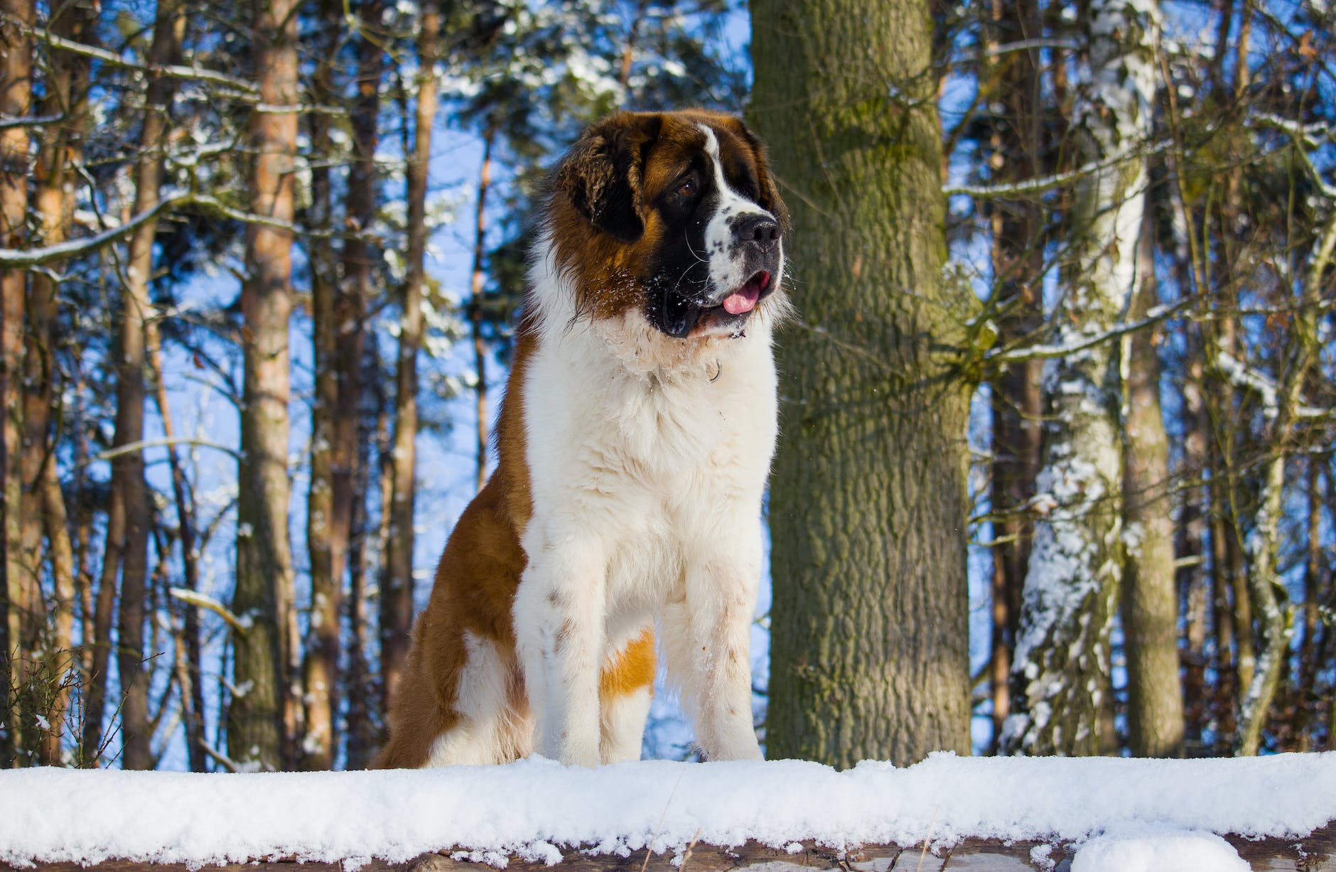 Featured image for Saint Bernard: The Gentle Titan of the Working Breeds